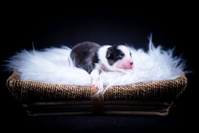 Chiot N°2 - Berger Australien