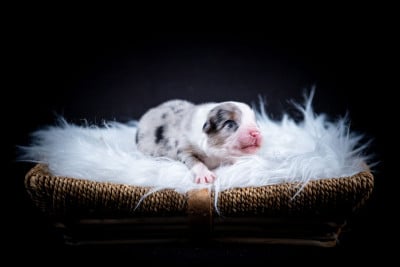 Chiot N°3 - Berger Australien