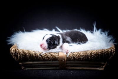 Chiot N°4 - Berger Australien