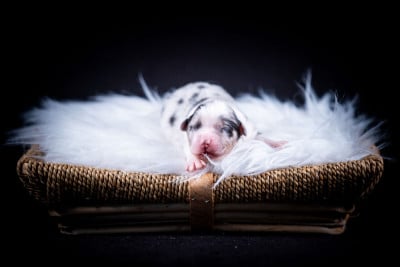 Chiot N°5 - Berger Australien