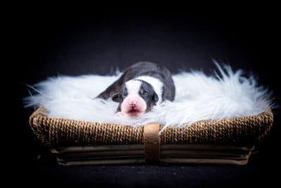 Chiot N°6 - Berger Australien