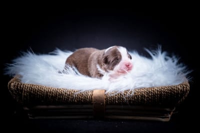 Chiot N°7 - Berger Australien