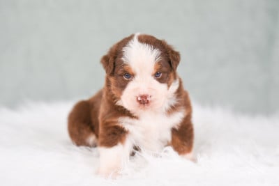 Les chiots de Berger Australien