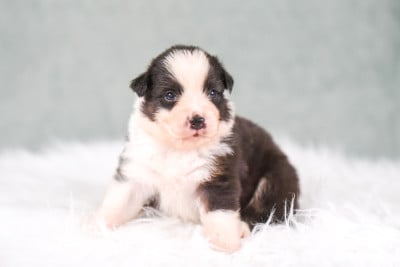 Les chiots de Berger Australien
