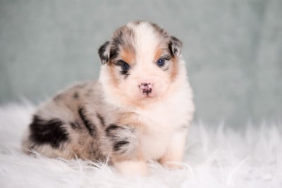 Les chiots de Berger Australien