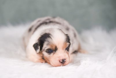 Les chiots de Berger Australien