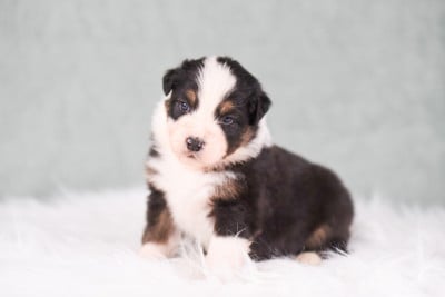 Les chiots de Berger Australien