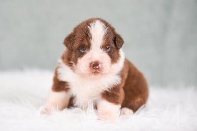 Les chiots de Berger Australien