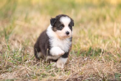 Les chiots de Berger Australien