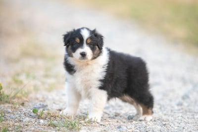 Les chiots de Berger Australien