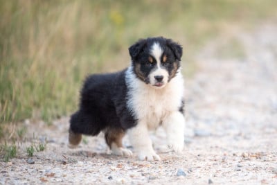 Les chiots de Berger Australien