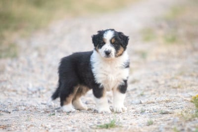 Les chiots de Berger Australien