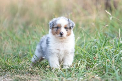 Les chiots de Berger Australien