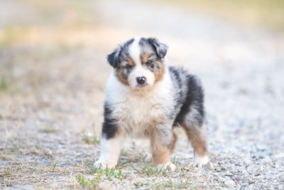 Les chiots de Berger Australien