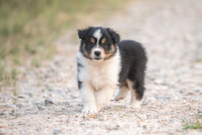 Les chiots de Berger Australien