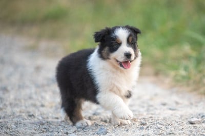 Les chiots de Berger Australien