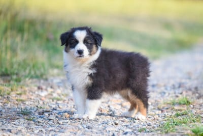 Les chiots de Berger Australien