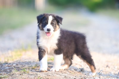 Les chiots de Berger Australien