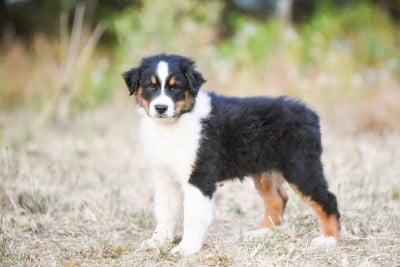 Les chiots de Berger Australien