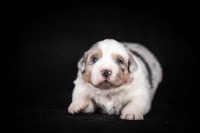 Les chiots de Berger Australien