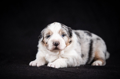 Les chiots de Berger Australien