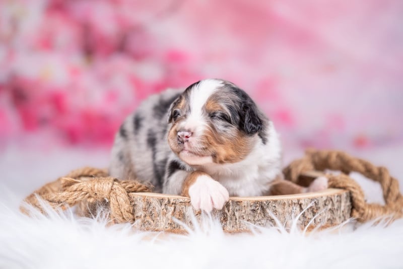 Berger Australien - of go Fast Storm