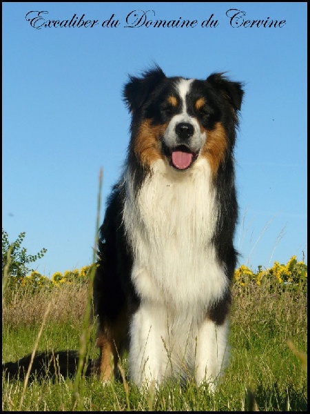 Publication : De La Montagne Etoilée Auteur : Cindy Plé