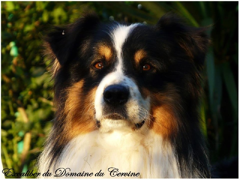 Publication : De La Montagne Etoilée Auteur : Cindy Plé