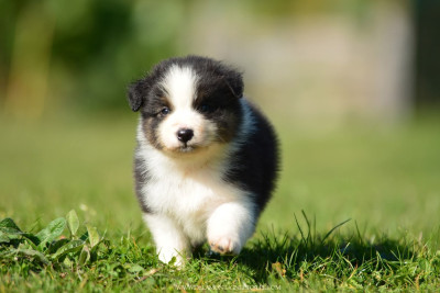 Les chiots de Berger Australien