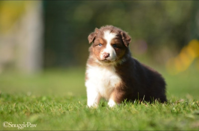 Les chiots de Berger Australien