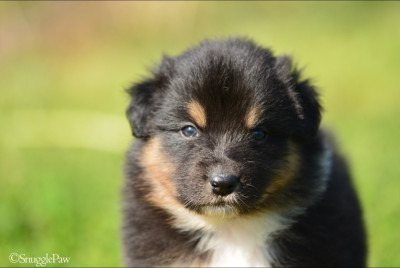 Les chiots de Berger Australien