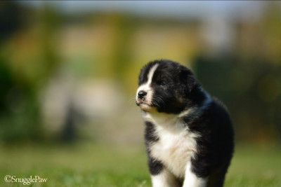 Les chiots de Berger Australien