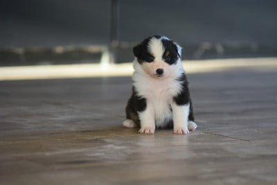 Les chiots de Berger Australien