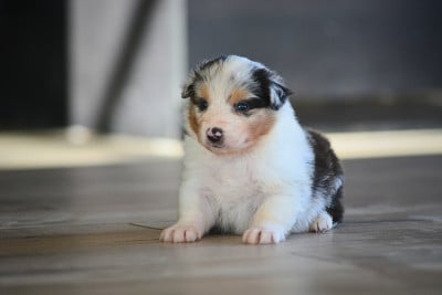 Les chiots de Berger Australien