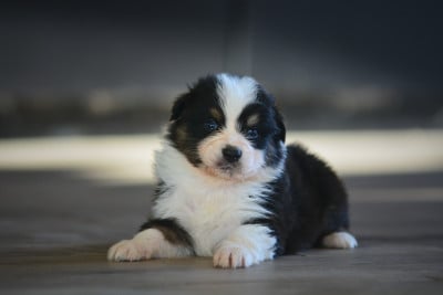 Les chiots de Berger Australien