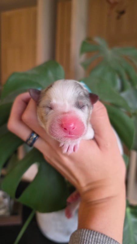Berger Australien - De La Montagne Etoilée