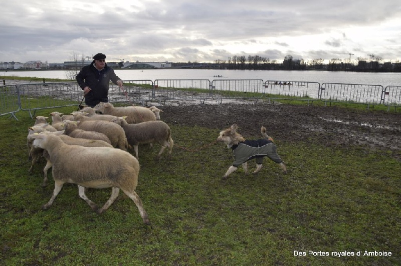Isaline Des Portes Royales D'amboise - CANT