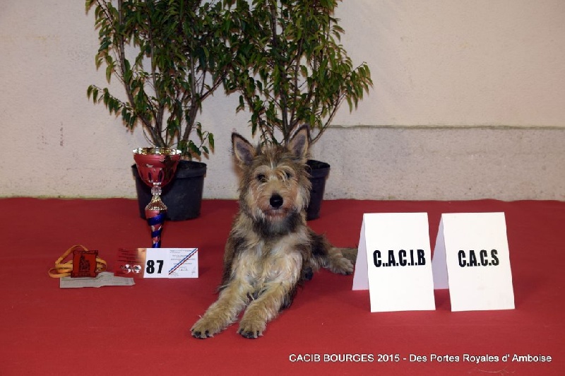 Isaline Des Portes Royales D'amboise - CACS - CACIB