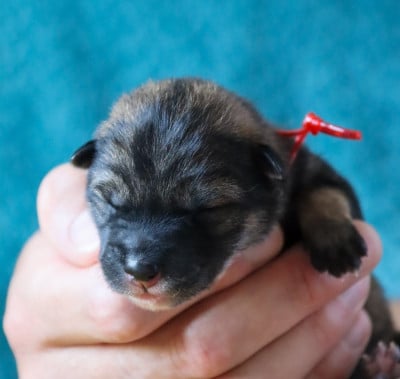 Les chiots de Shikoku