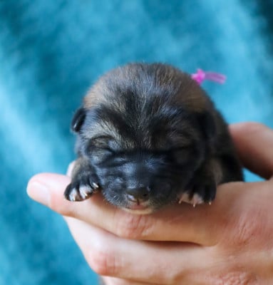 Les chiots de Shikoku