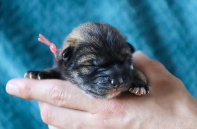 Les chiots de Shikoku
