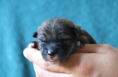 Les chiots de Shikoku