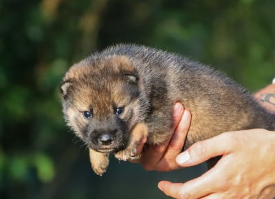 Les chiots de Shikoku