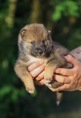 Les chiots de Shikoku