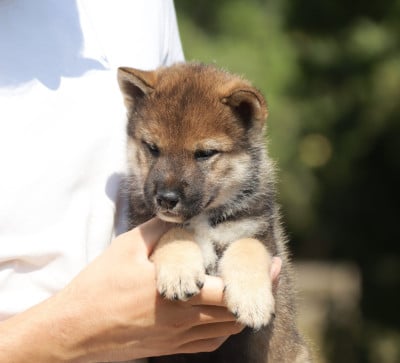 Les chiots de Shikoku