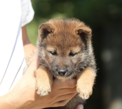 Les chiots de Shikoku