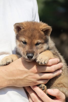 Les chiots de Shikoku