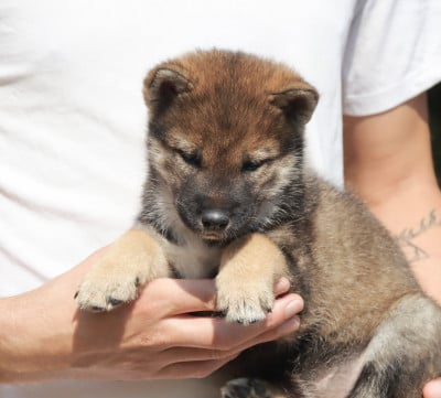 Les chiots de Shikoku