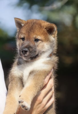 Les chiots de Shikoku