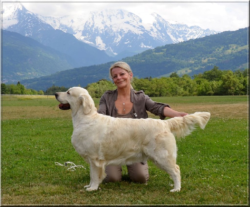 CH. Evening sun de la tribu dorée - 1ère Exc classe Champion